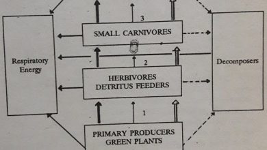 Trophic Levels And Ecological Pyramids Trophic Levels And Ecological Pyramids