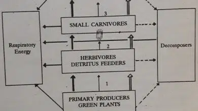 Trophic Levels And Ecological Pyramids Trophic Levels And Ecological Pyramids