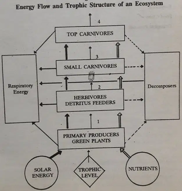 Trophic Levels And Ecological Pyramids Trophic Levels And Ecological Pyramids