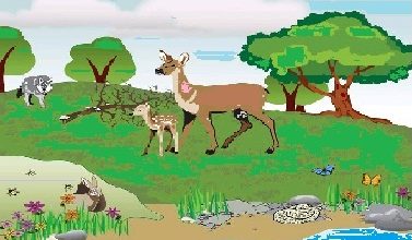 Dynamics of Ecosystems : Productivity And Energy Flow biotic community | Dynamics of ecosystems