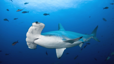 hammer fish 1