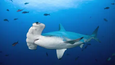 What are the different branches of Biology? hammer fish 1