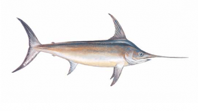 hammer fish